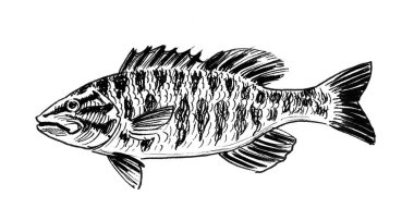 Deniz balığı. Mürekkep siyah beyaz çizim