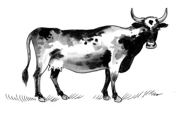 Grazing cow. Ink and watercolor drawing