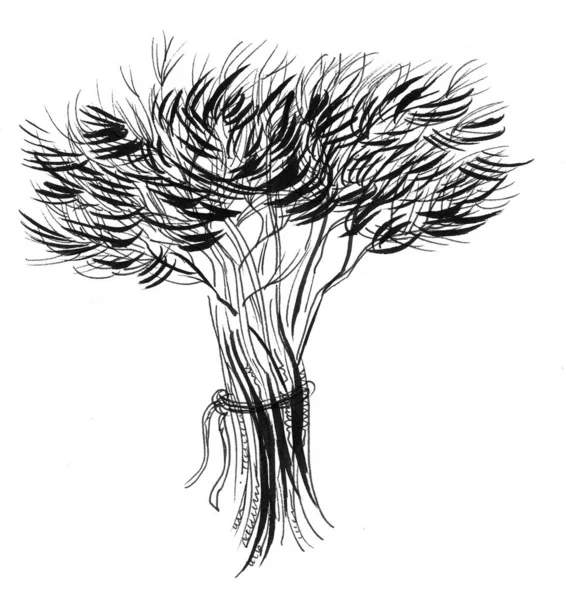 Ένα Μάτσο Φυτά Άνηθου Μελάνι Ασπρόμαυρο Σχέδιο — Φωτογραφία Αρχείου