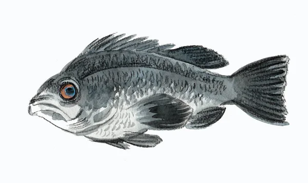 Graue Meeresfische Auf Weißem Hintergrund Tusche Und Aquarellzeichnung — Stockfoto