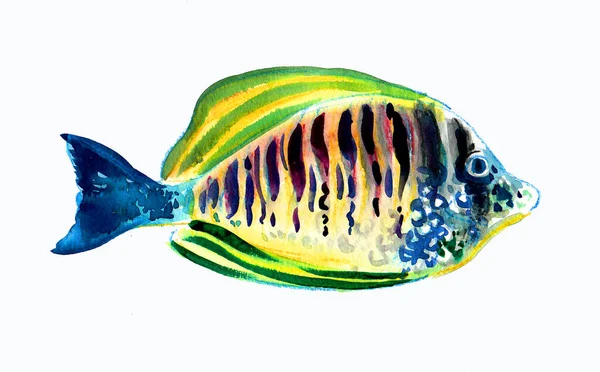 Tropical Coral Fish Ink Watercolor Drawing — Stock Photo, Image