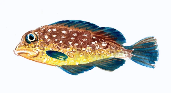 Ikan Laut Tropis Dengan Latar Belakang Putih Sketsa Tinta Dan — Stok Foto