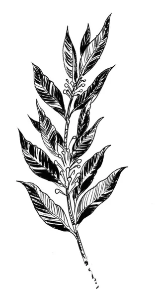 Roślina Laurowa Bay Czarno Biały Rysunek Atramentu — Zdjęcie stockowe