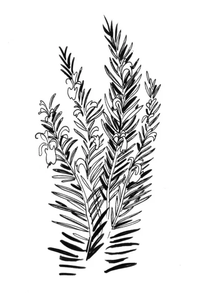 Roślina Rozmarynu Czarno Biały Rysunek Atramentu — Zdjęcie stockowe
