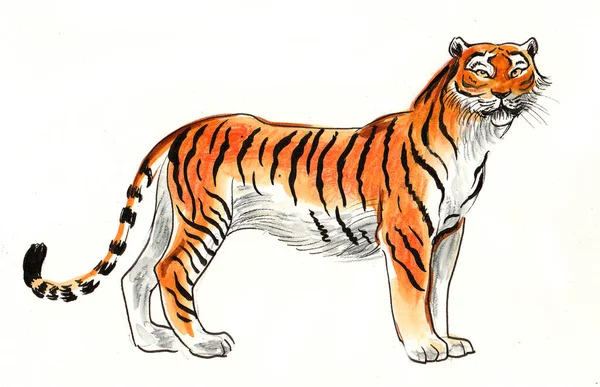 Standing Tiger Ink Watercolor Drawing — Stock Photo, Image