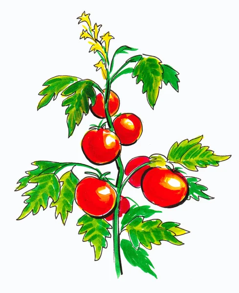 Rood Sappige Tomatenvruchten Een Tak Inkt Aquareltekening — Stockfoto