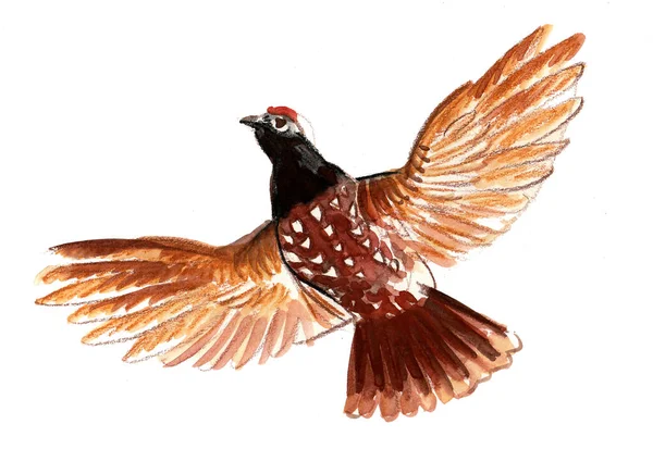 Flying Grouse Bird Ink Watercolor Drawing — Stock Photo, Image