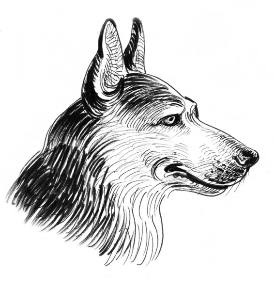 German Shepherd Dog Ink Black White Drawing — Stock Photo, Image