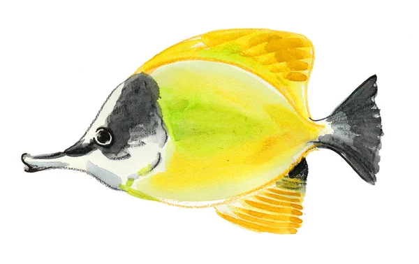 Peixe Amarelo Coral Tropical Desenho Tinta Aquarela — Fotografia de Stock