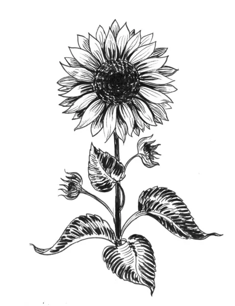 Girasol Floreciente Dibujo Blanco Negro Tinta —  Fotos de Stock