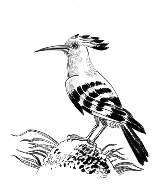 Hoopoe Bird Černobílá Kresba Inkoustu — Stock fotografie
