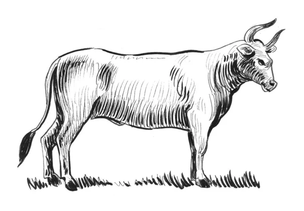 Ayakta Duran Boğa Hayvanı Mürekkep Siyah Beyaz Çizim — Stok fotoğraf