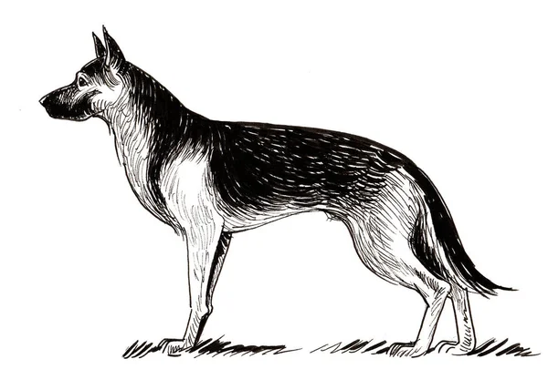 Schäferhund Schwarz Weiße Tuschezeichnung — Stockfoto