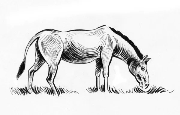 Grazing Donkey Ink Black White Drawing — Stock Photo, Image