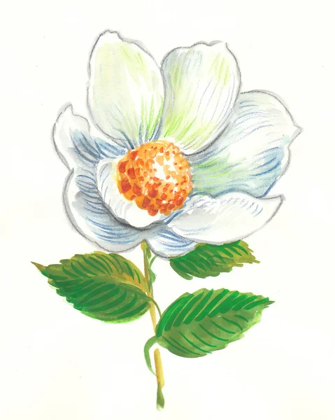 Bellissimo Fiore Bianco Inchiostro Acquerello Disegno — Foto Stock