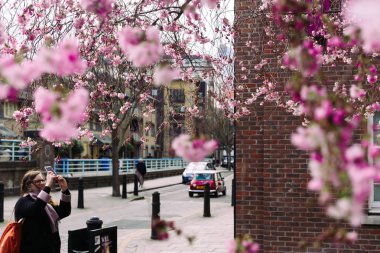 Kadın çiçek açması kiraz resmini cep telefonu alıyor