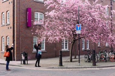 Kadın çiçek açması kiraz resmini cep telefonu alıyor