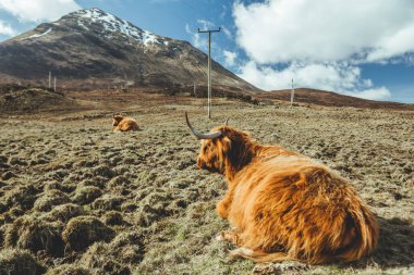 Bir kadının elleri kafede oturmuş kırmızı balık bifteği ve patates püresi yiyor ve beyaz tabakta sebze yiyor.