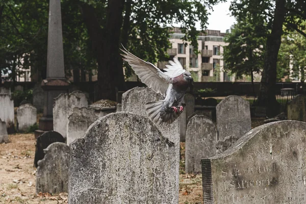 Close up of a dove flying between the headstones in Bunhill Fields, the former burial ground in central London. A gravestone is a stele, usually stone, that is placed over a grave. Dove in motion blur