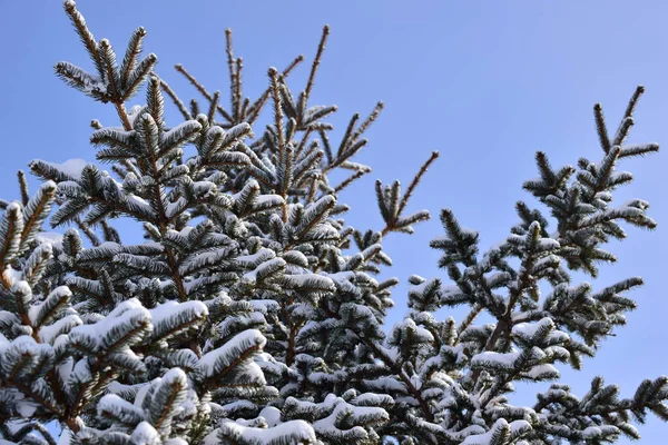 Spruce in the snow and blue sky/The big snowfall showered spruce beautiful white snow. Bright and Sunny weather in January.