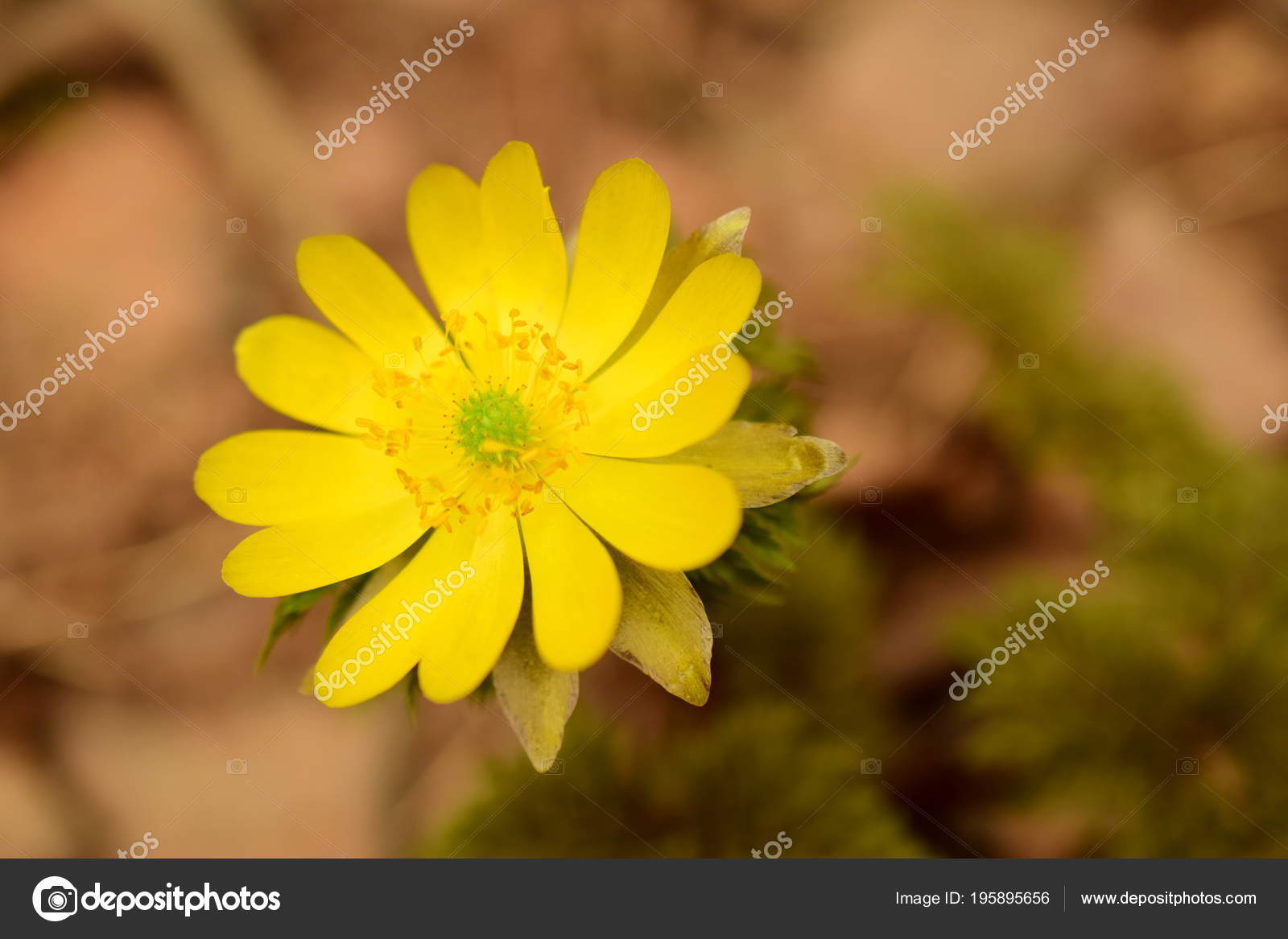 Sunny Adonis Flower Close Amur Adonis Perennial Herbaceous Plant Family Stock Photo C Zales E Mail Ru