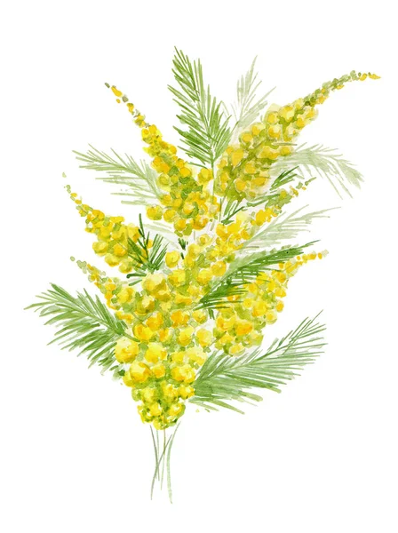 Акварельная иллюстрация ветви желтой мимозы на белом фоне . — стоковое фото