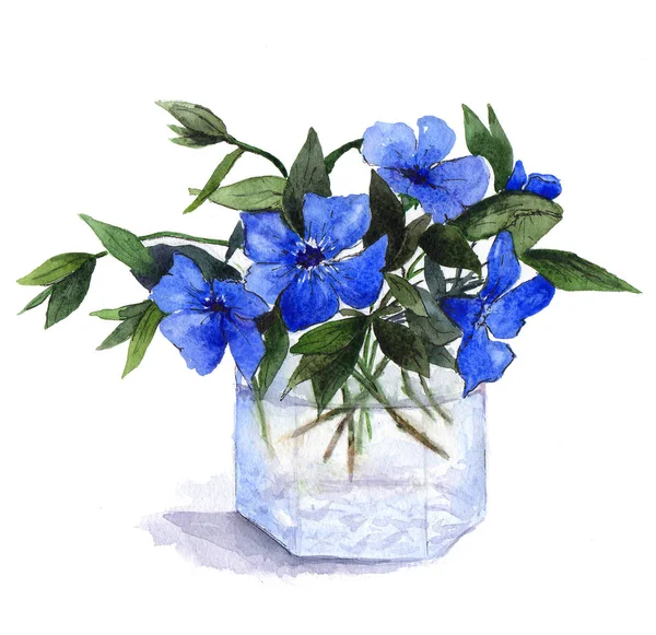 Bukiet z barwinek niebieskie kwiaty w wazonie szkła. Akwarela, ilustracja — Zdjęcie stockowe