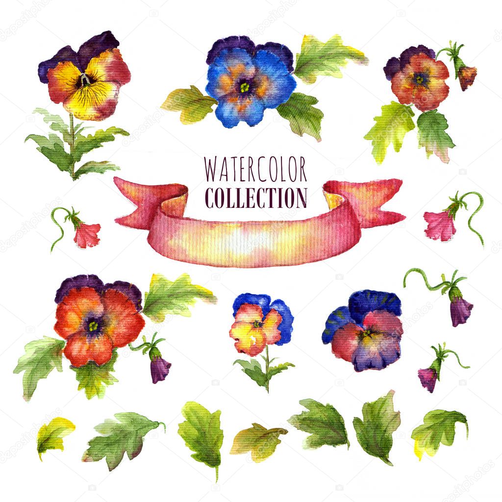 Watercolor floral collection with multicolored pansies. There are flowers, leaves, buds, satin ribbon