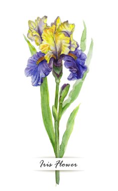 Iris çiçek beyaz zemin üzerine suluboya çizimi.
