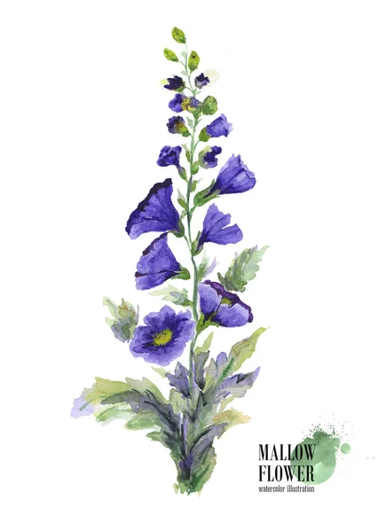 Akvarell illustration av Malva blomma gren på vit bakgrund. — Stockfoto