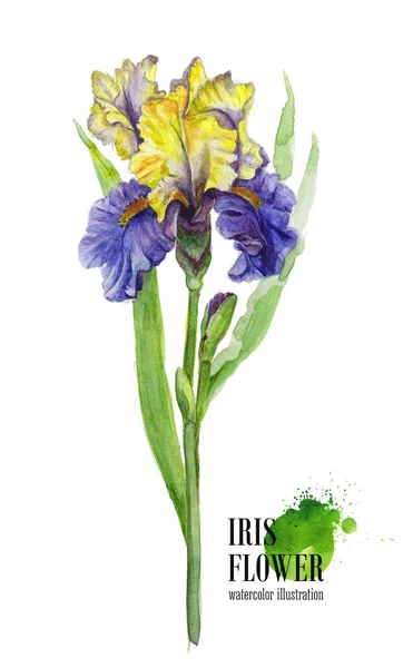 Iris çiçek beyaz zemin üzerine suluboya çizimi. — Stok fotoğraf