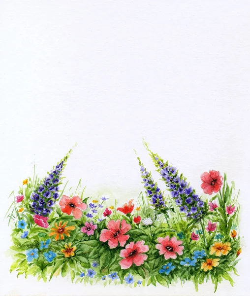 Lawn with wildflowers on white background. Watercolor floral background