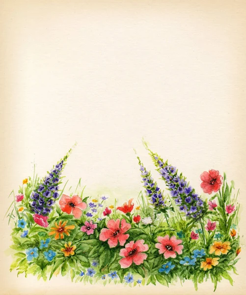 Lawn with wildflowers on white background. Watercolor floral background