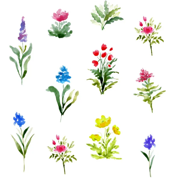 Aquarell-Illustration mit blühenden Feldblumen. Florale Sammlung — Stockfoto