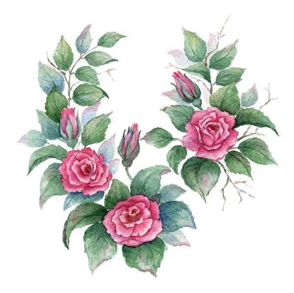Větve růžové růže složená na bílém pozadí. Akvarel, ilustrace. — Stock fotografie