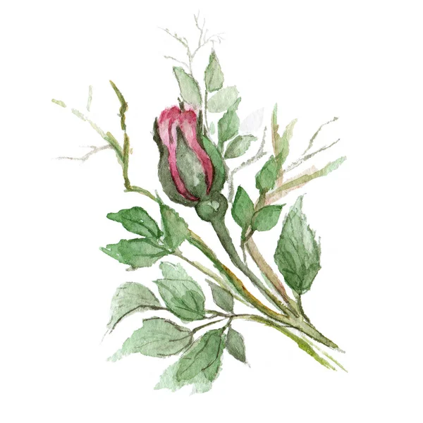 Branch of red rose on white background. Watercolor illustration. — Stock Photo, Image