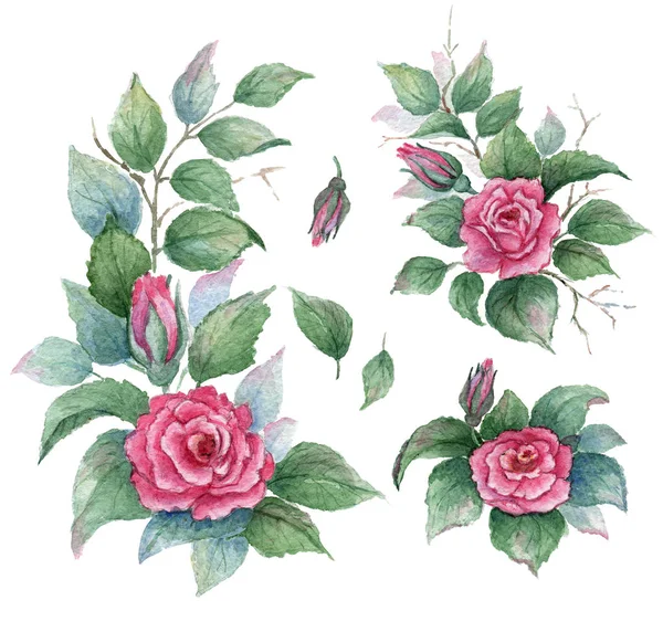 Collection jardin de fleurs, feuilles, bourgeons, branches fleurs de rose bouclée.Définir des éléments aquarelle sur fond blanc — Photo