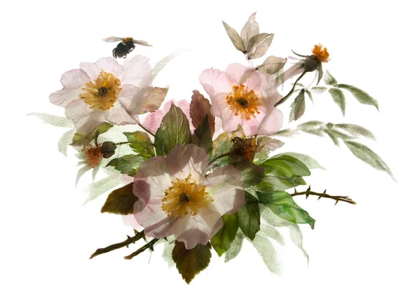 สาขาของดอกด็อกโรสกับผึ้ง ช่อดอกไม้ฤดูร้อนบนพื้นหลังสีขาว — ภาพถ่ายสต็อก