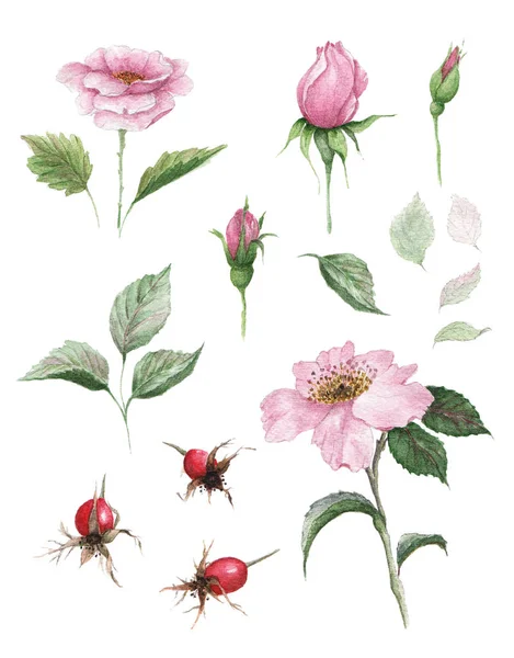 Dogrose の水彩画ボタニカル イラスト。薬用植物。花、つぼみ、花セット葉・果実. — ストック写真