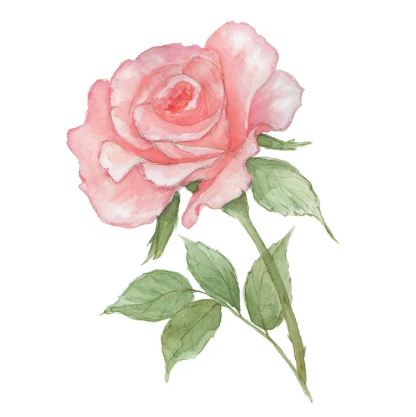 Aquarell zartrosa Rose auf weißem Hintergrund. frisch blühende Rose — Stockfoto