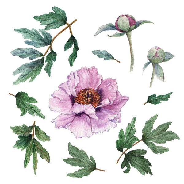 Hand painted floral elements set of flowers. Watercolor botanical illustration of peony flowers, buds and leaves. — Stock Photo, Image