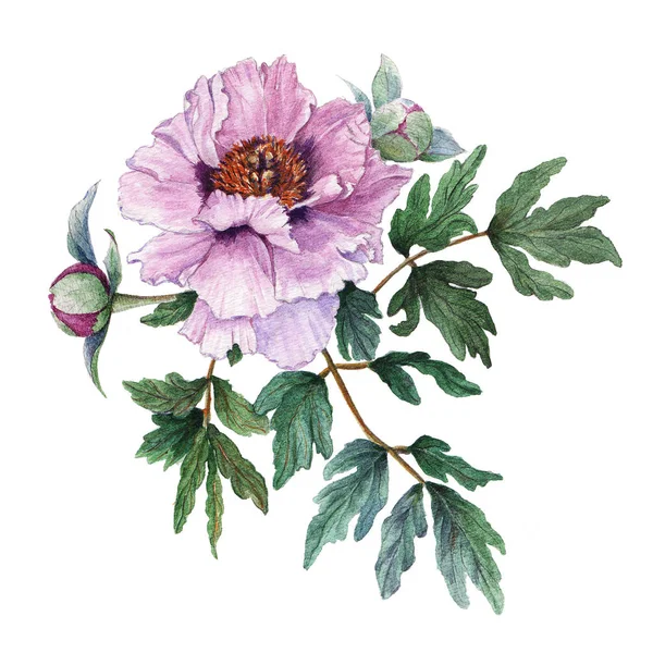 Anbud ljus rosa pion med blad och knoppar på vit bakgrund. Färska blommande rosa pion. Träd-liknande pion — Stockfoto