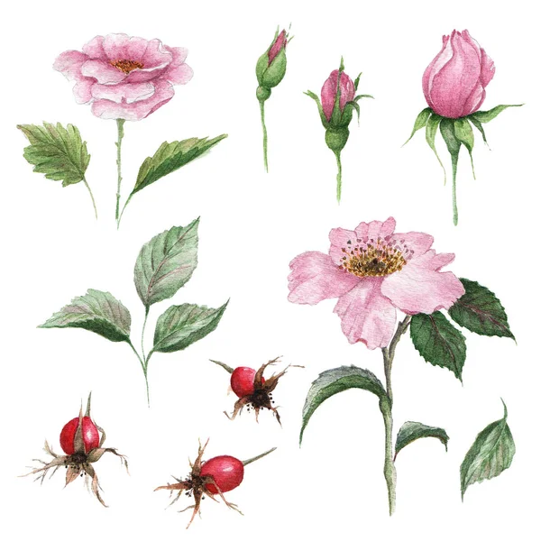 Ilustrasi botani warna air dari dogrose. Pabrik obat. Floral set bunga merah muda, tunas, daun dan buah-buahan . — Stok Foto