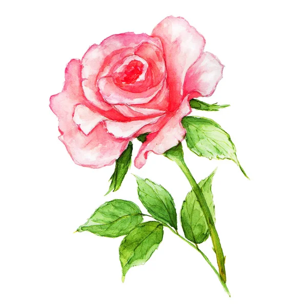 Watercolor pink rose on white background. Fresh flowering rose — Stock Photo, Image