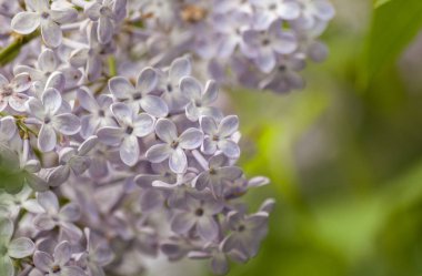 Açık mor leylak ile arka plan. Çiçek doğal arka plan