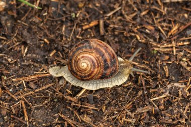 Bahçe salyangoz yere dökülüyor. Zemin gastropod