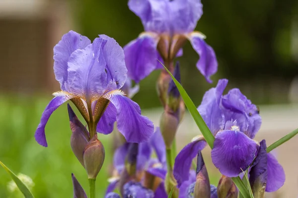 紫色のアイリスの花。花の背景。庭の花 — ストック写真