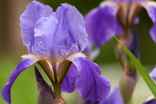 紫アイリスフラワーマクロ.花の背景。庭の花 — ストック写真