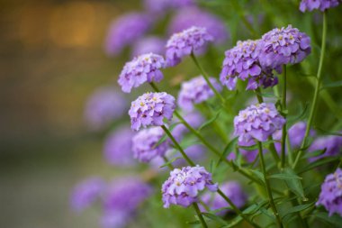 Menekşe bahçe çiçekleri ile doğal arka plan. Çiçek çiçekler