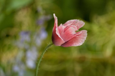 Vahşi çiçek haşhaş. Yalnız pembe haşhaş çiçek alanı